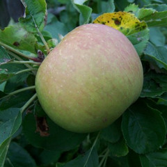 Apple - Belle de Boskoop Apple - Belle de Boskoop