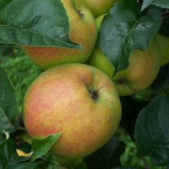 Apple - Blenheim Orange