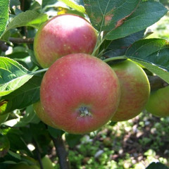 Apple - Chiver's Delight