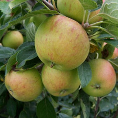 Apple - Cox's Orange Pippin