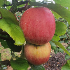 Apple - Cutler Grieve