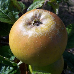 Apple - Duke of Devonshire
