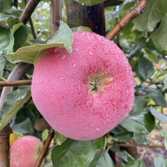 Apple - Gascoyne's Scarlet