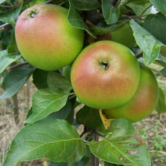 Apple - George Fox