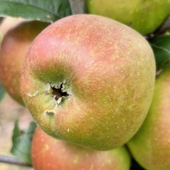 Apple - Golden Pearmain