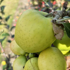 Apple - Keswick Codling