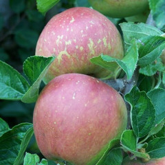 Apple - Kidd's Orange Red