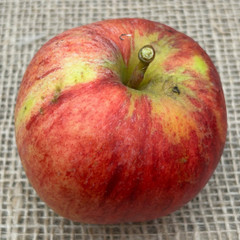 Apple - Lamb's Seedling