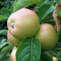 Apple - Mannington's Pearmain