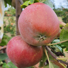 Apple - Nancy Jackson