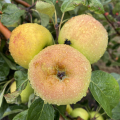 Apple - Port Allen Russet