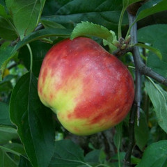 Apple - Red Gravenstein
