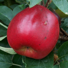 Apple - Red Victoria
