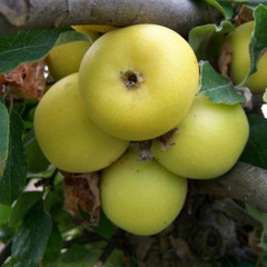 Apple - Yellow Ingestre