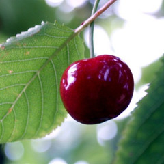 Cherry - Early Rivers Cherry - Early Rivers