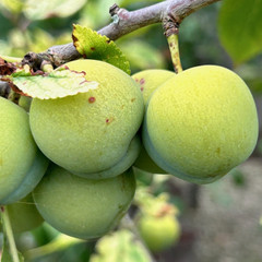 Gage - Old Green Gage