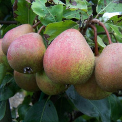 Pear - Blakeney Red