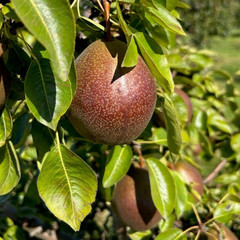 Pear - Black Worcester