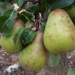 Pear - Pitmaston Duchess