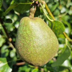 Pear - Virgouleuse