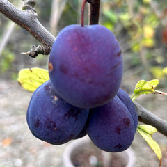 Plum - Belgian Purple