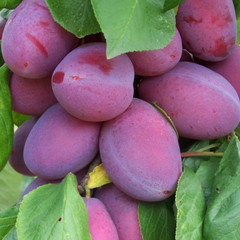Plum - Giant Prune