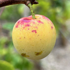 Plum - Mirabelle de Nancy