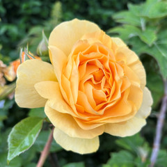 Rosa 'Absolutely Fabulous'