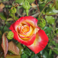 Rosa 'Acapulco'