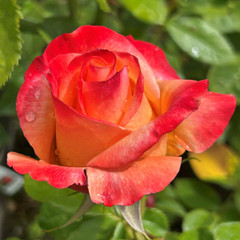 Rosa 'Acapulco'