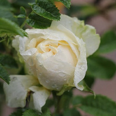 Rosa 'Agnes'