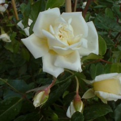 Rosa 'Alberic Barbier'