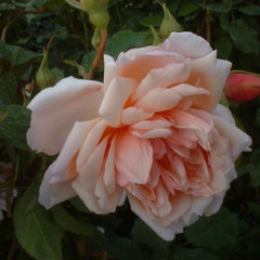 Rosa 'Albertine'