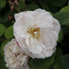 Rosa 'Alfred de Dalmas'