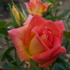 Rosa 'Amber Star'