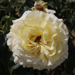 Rosa 'Ampleforth'
