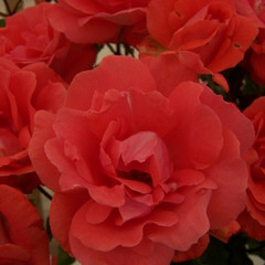 Rosa 'Anisley Dickson'