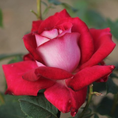 Rosa 'Anis Perfumella'