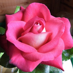 Rosa 'Anis Perfumella'
