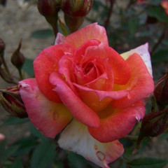 Rosa 'Arizona Sunset'