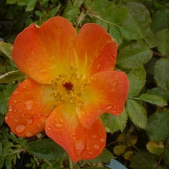 Rosa 'Austrian Copper'