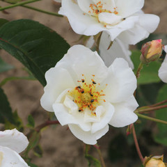 Rosa 'Autumn Delight'
