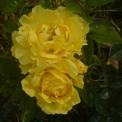 Rosa 'Baby Bio'