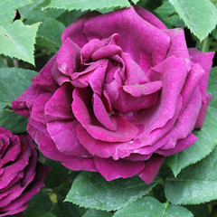 Rosa 'Baron Girod de l'Ain'