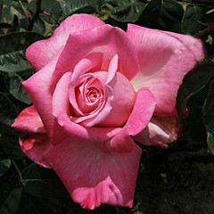 Rosa 'Barts Nurse'