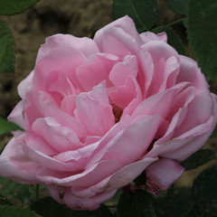 Rosa 'Baroness Rothschild'