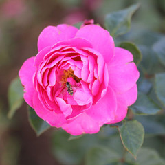 Rosa 'Belle Happiness'