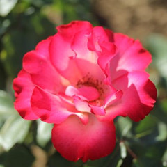 Rosa 'Birthday Girl'