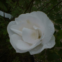 Rosa 'Blanc Double de Coubert'