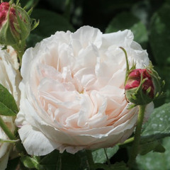 Rosa 'Blanchefleur'